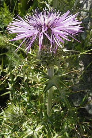 Galactites tomentosa \ Milchfleck-Distel / Milk Thistle, Korsika/Corsica Col de Teghime 23.5.2010