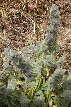 Mentha pulegium \ Polei-Minze / Squaw Mint, Pennyroyal, Korsika/Corsica Tizzano 31.5.2010