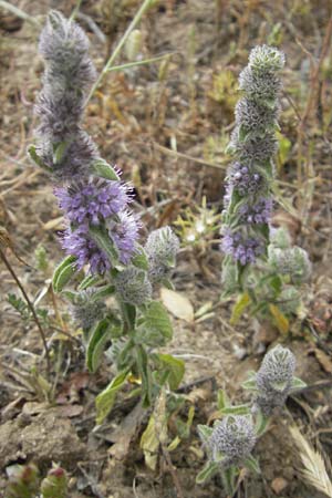 Mentha pulegium \ Polei-Minze / Squaw Mint, Pennyroyal, Korsika/Corsica Tizzano 31.5.2010