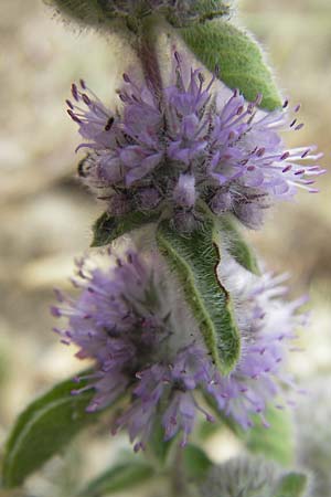 Mentha pulegium / Squaw Mint, Pennyroyal, Corsica Tizzano 31.5.2010