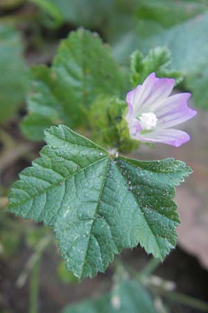 Malva parviflora \ Kleinbltige Malve / Small Mallow, Korsika/Corsica Aregno Marina 23.5.2010