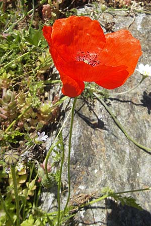 Papaver dubium s.l. \ Saat-Mohn, Korsika Asco 25.5.2010