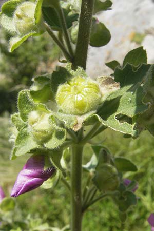 Malva arborea / Tree Mallow, Corsica Speloncato 24.5.2010