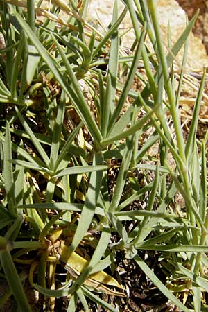 Dianthus gyspergerae \ Korsische Nelke / Corsican Pink, Korsika/Corsica Porto 29.5.2010