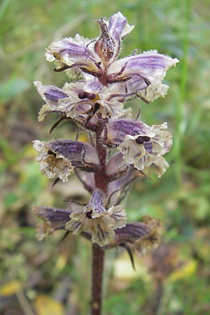 Orobanche crenata \ Gezhnelte Sommerwurz, Kerbige Sommerwurz / Carnation-scented Broomrape, Korsika/Corsica Sartene 31.5.2010