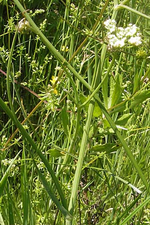 Oenanthe pimpinelloides \ Bibernell-Rebendolde, Südliche Erdkastanie / Corky-Fruited Water Dropwort, Korsika/Corsica L'Ile-Rousse 24.5.2010