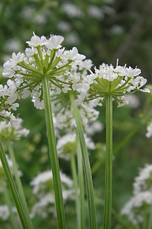 Seseli libanotis \ Heilwurz / Moon Carrot, Korsika/Corsica Sartene 30.5.2010