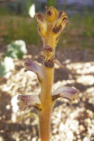 Orobanche minor \ Kleine Sommerwurz, Korsika Pigna 23.5.2010