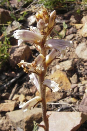 Orobanche picridis \ Bitterkraut-Sommerwurz, Korsika Porto 28.5.2010