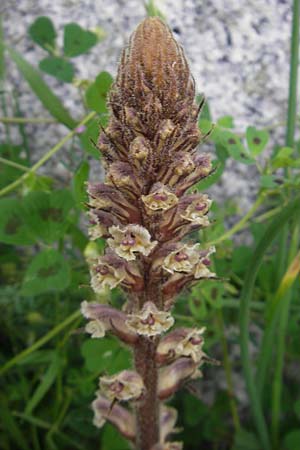 Orobanche minor \ Kleine Sommerwurz, Korsika Zonza 2.6.2010