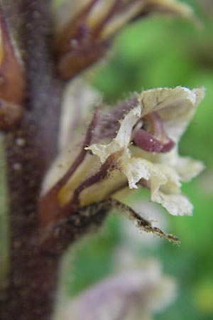 Orobanche minor \ Kleine Sommerwurz, Korsika Zonza 2.6.2010