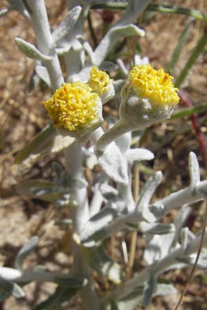 Achillea maritima \ Schneeweie Strand-Filzblume / Cottonweed, Coastal Lavender Cotton, Korsika/Corsica Porto Vecchio 3.6.2010