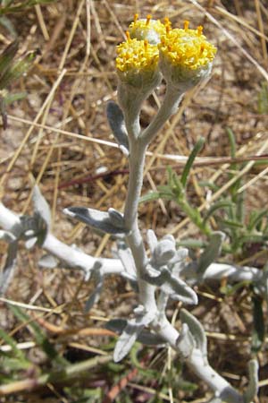 Achillea maritima \ Schneeweie Strand-Filzblume / Cottonweed, Coastal Lavender Cotton, Korsika/Corsica Porto Vecchio 3.6.2010