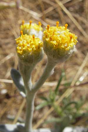 Achillea maritima \ Schneeweie Strand-Filzblume, Korsika Porto Vecchio 3.6.2010