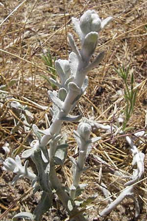 Achillea maritima \ Schneeweie Strand-Filzblume / Cottonweed, Coastal Lavender Cotton, Korsika/Corsica Porto Vecchio 3.6.2010