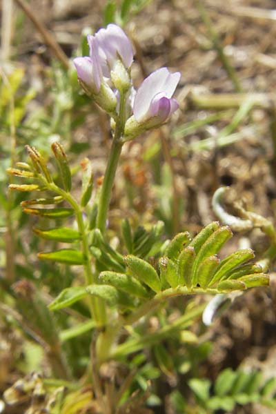 Astragalus hamosus \ Haken-Tragant / Southern Milk-Vetch, Korsika/Corsica L'Ile-Rousse 24.5.2010