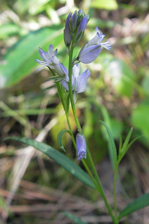 Polygala comosa \ Schopfige Kreuzblume, Schopfiges Kreuzblmchen / Tufted Milkwort, Korsika/Corsica Porto 29.5.2010