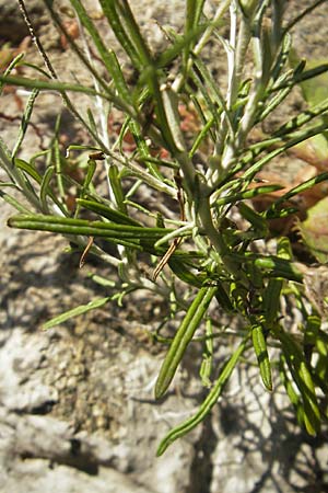 Phagnalon saxatile \ Felsen-Steinimmortelle / Mediterranean Phagnalon, Korsika/Corsica Muro 24.5.2010