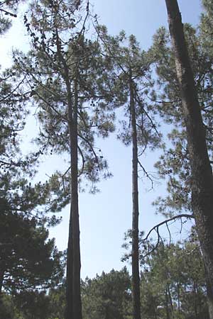 Pinus halepensis \ Aleppo-Kiefer, Strand-Kiefer / Aleppo Pine, Jerusalem Pine, Korsika/Corsica Bastia 4.6.2010