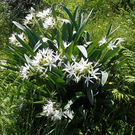 Pancratium illyricum / Illyrian Sea Lily, Corsica Col de Teghime 23.5.2010