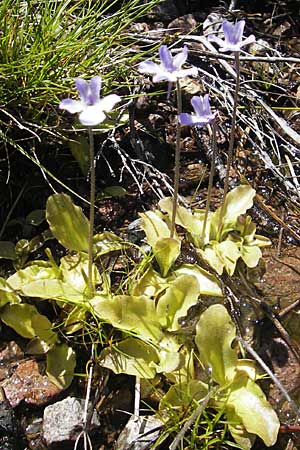 Pinguicula corsica \ Korsisches Fettkraut / Corsian Butterwort, Korsika/Corsica Asco 25.5.2010