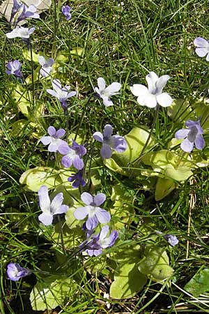 Pinguicula corsica \ Korsisches Fettkraut / Corsian Butterwort, Korsika/Corsica Lac de Nino 27.5.2010