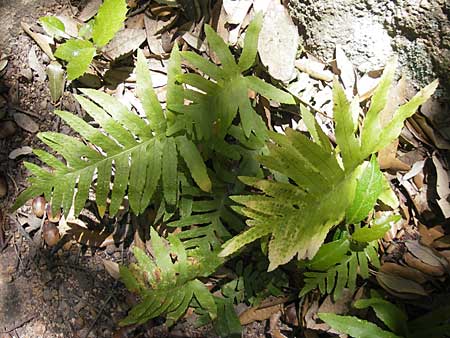 Polypodium cambricum \ Sdlicher Tpfelfarn / Southern Polypody, Korsika/Corsica Porto 29.5.2010