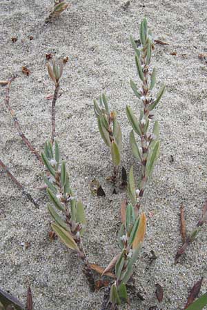 Polygonum maritimum \ Strand-Knterich / Sea Knotgrass, Korsika/Corsica Porto Vecchio 3.6.2010