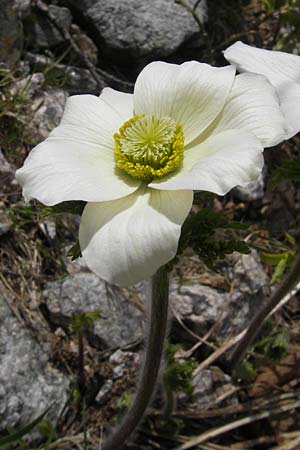 Pulsatilla alpina subsp. cyrnea \ Korsische Alpen-Kuhschelle / Corsican Alpine Pasque-Flower, Korsika/Corsica Restonica 26.5.2010