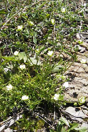 Sagina revelieri \ Reveliers Mastkraut / Revelier's Pearlwort, Korsika/Corsica Monte Cinto 25.5.2010