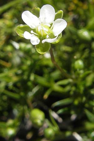 Sagina revelieri \ Reveliers Mastkraut / Revelier's Pearlwort, Korsika/Corsica Monte Cinto 25.5.2010