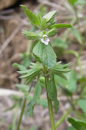 Stachys arvensis \ Acker-Ziest / Field Woundwort, Korsika/Corsica Porto 30.5.2010