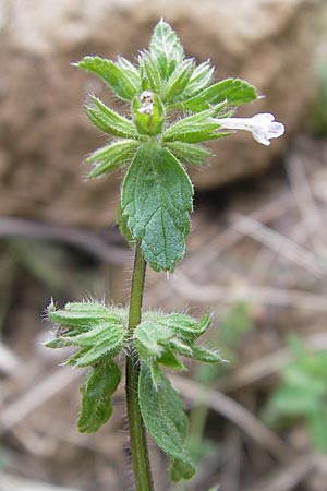 Stachys arvensis \ Acker-Ziest, Korsika Porto 30.5.2010