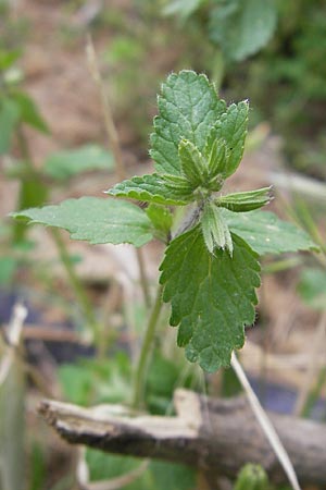 Stachys arvensis \ Acker-Ziest, Korsika Porto 30.5.2010