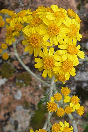 Senecio cineraria \ Aschen-Greiskraut, Silber-Greiskraut / Silver Ragwort, Dusty Miller, Korsika/Corsica Porto 28.5.2010