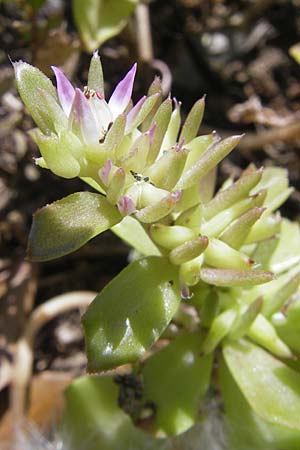 Sedum stellatum \ Sternfrmiger Mauerpfeffer / Starry Stonecrop, Korsika/Corsica L'Ile-Rousse 24.5.2010