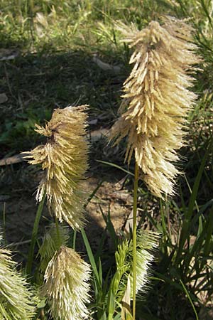 Lamarckia aurea \ Gold-Gras / Goldentop Grass, Korsika/Corsica Aregno Marina 24.5.2010