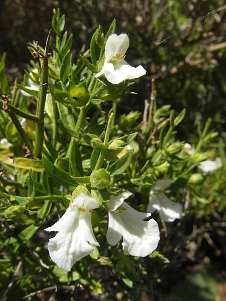 Stachys glutinosa \ Klebriger Ziest / Sticky Woundwort, Korsika/Corsica Speloncato 24.5.2010