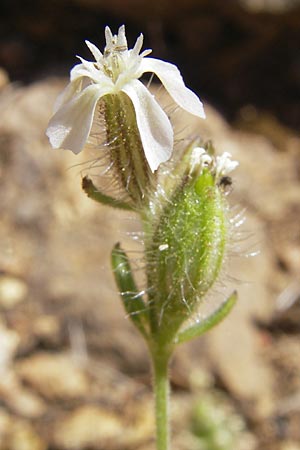 Silene gallica \ Franzsisches Leimkraut, Korsika Scala di Santa Regina 27.5.2010