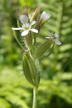 Silene gallica \ Franzsisches Leimkraut, Korsika Col de Teghime 23.5.2010