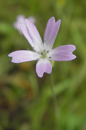 Silene laeta \ Lebhaftes Leimkraut, Korsika Tizzano 31.5.2010