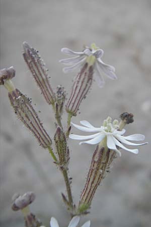 Silene nicaeensis \ Nizza-Leimkraut / Sticky Catchfly, Korsika/Corsica Bastia 3.6.2010