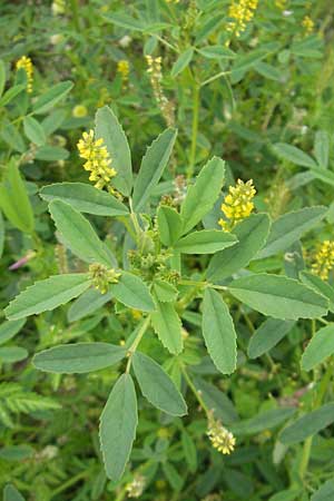 Melilotus indicus, Indischer Honigklee, Kleinblütiger Steinklee