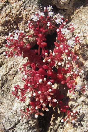 Sedum caeruleum \ Blauer Mauerpfeffer / Azure Stonecrop, Korsika/Corsica Speloncato 24.5.2010