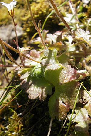 Saxifraga corsica \ Korsischer Steinbrech / Corsian Saxifrage, Korsika/Corsica Calacuccia 27.5.2010