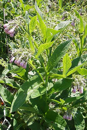 Symphytum uplandicum \ Futter-Beinwell / Russian Comfrey, Korsika/Corsica L'Ile-Rousse 24.5.2010