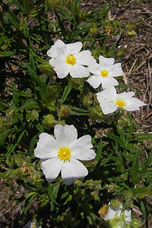 Cistus monspeliensis \ Montpellier-Zistrose / Montpellier Cistus, Korsika/Corsica L'Ile-Rousse 24.5.2010