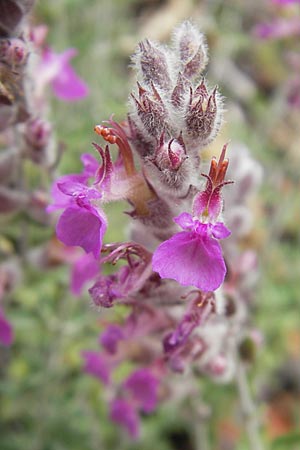 Teucrium marum \ Katzen-Gamander, Amberkraut / Cat Thyme, Korsika/Corsica Porto 28.5.2010