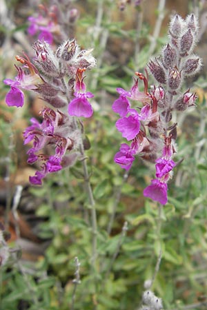 Teucrium marum \ Katzen-Gamander, Amberkraut / Cat Thyme, Korsika/Corsica Porto 28.5.2010