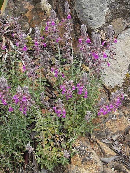 Teucrium marum \ Katzen-Gamander, Amberkraut / Cat Thyme, Korsika/Corsica Porto 28.5.2010